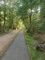 GRATIS bomen snoeien of kappen, Tuin en Terras, Ophalen of Verzenden, Bloeit niet, Volle zon, Overige soorten