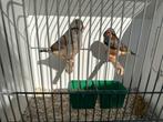 Groot koppel zebravinken, Meerdere dieren, Tropenvogel