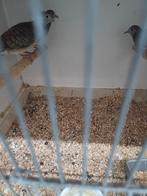 Zebraduiven, Dieren en Toebehoren, Vogels | Duiven, Meerdere dieren, Overige soorten