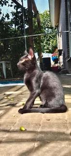 2 knappe zwarte katertjes, Dieren en Toebehoren, Kater, Kortharig, 0 tot 2 jaar