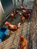 Legkippen, Dieren en Toebehoren, Pluimvee, Vrouwelijk, Kip