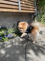 Pomeriaan, Dieren en Toebehoren, Particulier, Keeshond, HCC (leverziekte), Reu
