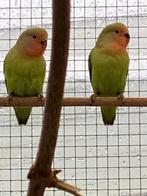 Jonge agapornis roseicollis, Geslacht onbekend, Dwergpapegaai of Agapornis