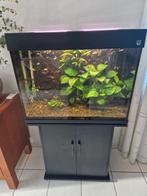 Aquarium vissen gratis, Dieren en Toebehoren, Vissen | Aquariumvissen, Vis, Zoetwatervis, Schoolvis
