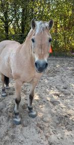 Gezocht lieve bijrijder/verzorger, Ophalen of Verzenden