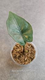 Alocasia Princeps Purple Cloak, Ophalen of Verzenden, Halfschaduw, Minder dan 100 cm