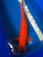 Koi karashigoi met certificaat., Dieren en Toebehoren, Karper of Koi