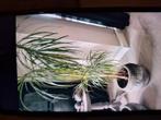 Groote plant in pot, Ophalen of Verzenden
