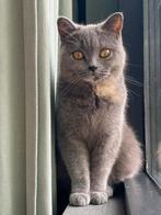 Raszuivere Britse Korthaar poes met stamboom, Poes