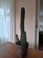 Cactus in pot - Leuk voor in huis!, Ophalen, Minder dan 100 cm, In pot, Cactus