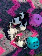 Jack Russel pups, Dieren en Toebehoren, Jack Russell Terriër, CDV (hondenziekte), 8 tot 15 weken, Meerdere