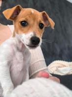 PuppyJack Russell Terrier 🐶, Dieren en Toebehoren, Rabiës (hondsdolheid), Jack Russell Terriër, Reu, 8 tot 15 weken