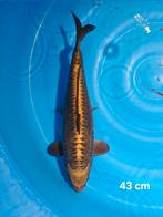 supermooie aragoke / kabuto koi van 43 cm  Aparte koi, Karper of Koi