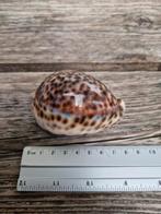 Tijgermossel Schelp, Ophalen of Verzenden