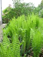 Bekervaren beker varen, groene mannetjes in de tuin ..., Halfschaduw, Vaste plant, Ophalen of Verzenden, Overige soorten