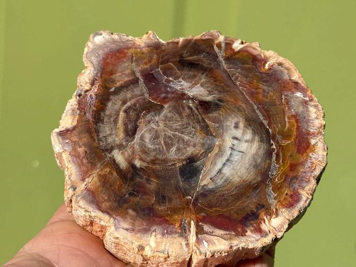 Versteend hout schijf plak dubbel gepolijst mineralen, Verzamelen, Mineralen en Fossielen, Mineraal, Ophalen of Verzenden
