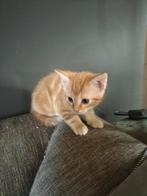 Boerderij kitten, Dieren en Toebehoren, Katten en Kittens | Raskatten | Korthaar, Kater