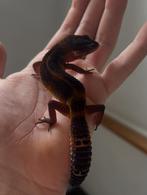 Blacknight mandrine tangerine het tremper ph eclipse, Dieren en Toebehoren, Hagedis, Tam, 0 tot 2 jaar