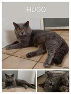 Prachtige Brits korthaar DEKKATER, 3 tot 5 jaar