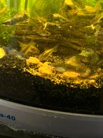 Corydora Goldstripe, Vis