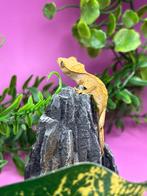 Wimpergekko - Correlophus Ciliatus, Dieren en Toebehoren, Reptielen en Amfibieën, Hagedis, 0 tot 2 jaar