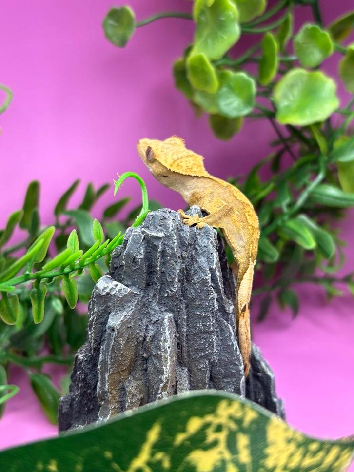 Baby Wimpergekko - Correlophus Ciliatus