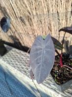 Colocasia esculenta painted Black gecko, Ophalen of Verzenden