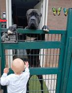 Bandog Mastino cane corso presa canario dekreu met ervaring, Dieren en Toebehoren, Rabiës (hondsdolheid), Reu, 1 tot 2 jaar, Eén hond