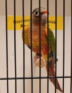 Tamme pyrrhura, Parkiet, Geringd