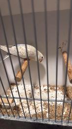 Prachtige dun fallow (denk pop), Dieren en Toebehoren, Vogels | Parkieten en Papegaaien, Meerdere dieren, Parkiet