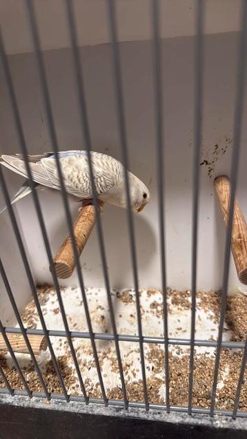 Prachtige dun fallow (denk pop) beschikbaar voor biedingen