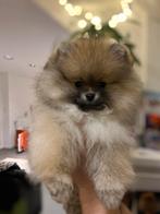 Mini Pomeranian teefje, Dieren en Toebehoren, Honden | Poolhonden, Keeshonden en Oertypen, Parvo, België, Particulier, Keeshond