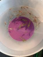 Guppies te koop, Dieren en Toebehoren, Vissen | Aquariumvissen, Vis