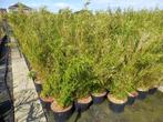 Bamboe Fargesia Simba, Black pearl en Volcano zwarte bamboe, Ophalen, Bloeit niet, Vaste plant, Overige soorten