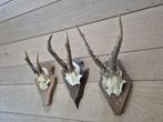 3 Mooie Ree Geweien samen € 19 Mancave Jacht Landelijk d19, Ophalen of Verzenden, Hert, Gewei of Kop