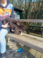 Rex konijnen, Mei, Meerdere dieren