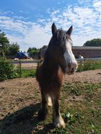 Tinker pony, Dieren en Toebehoren, Paarden, Minder dan 160 cm, Ruin, 3 tot 6 jaar, Gechipt