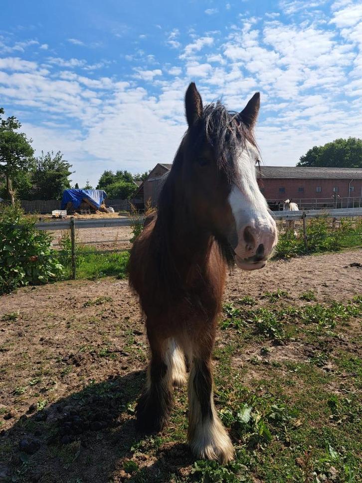 Tinker pony, Dieren en Toebehoren, Paarden, Ruin, Onbeleerd, Minder dan 160 cm, 3 tot 6 jaar, Recreatiepaard, Gechipt, Ontwormd