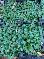 Ajuga reptans, Ophalen, Vaste plant, Overige soorten, Volle zon