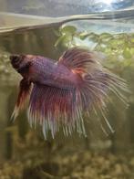 Betta's (kempvis) Eigen Kweek, Dieren en Toebehoren, Vissen | Aquariumvissen, Zoetwatervis, Schoolvis, Vis