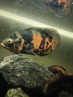 Oscar Pauw oog cichliden groot tekoop, Dieren en Toebehoren, 3 tot 6 jaar