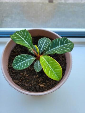 Madagascar Jewel stek groot beschikbaar voor biedingen
