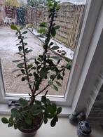 Christusdoorn ( rood), Ophalen, Halfschaduw, Minder dan 100 cm