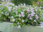 Campanula, Tuin en Terras, Planten | Tuinplanten, Bodembedekkers, Volle zon, Vaste plant, Ophalen of Verzenden