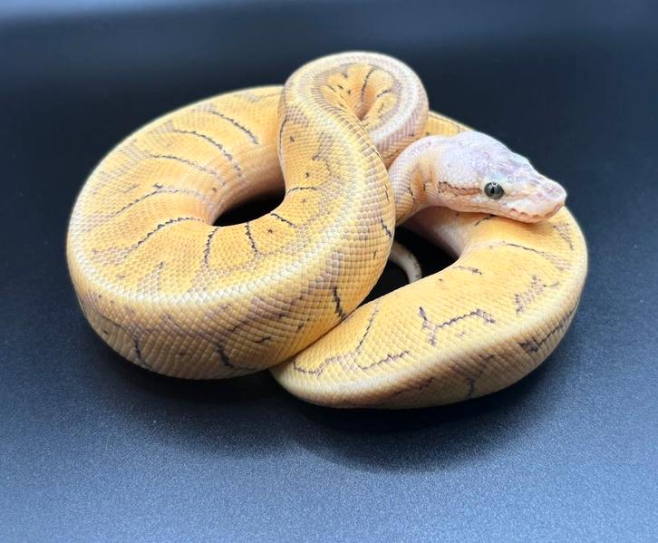 1.0 Super pastel pinstripe DH Hypo Clown ball python regius