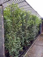 Portugese Laurier Prunus lusitanica 2 meter hoog, Ophalen, Laurier, 100 tot 250 cm