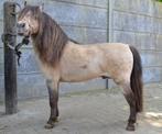 AMHA/NMPRS Tophengst luxe minimaat te koop, Hengst, A pony (tot 1.17m), Gechipt, 11 jaar of ouder