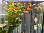 Platy’s zoetwatervis, Vis