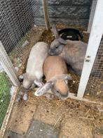 3 vrouwtjes + toebehoren, Dieren en Toebehoren, Vrouwelijk, Middelgroot, 0 tot 2 jaar