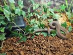 Boaedon capensis Afrikaanse huisslang, Dieren en Toebehoren, Reptielen en Amfibieën, Slang, 0 tot 2 jaar